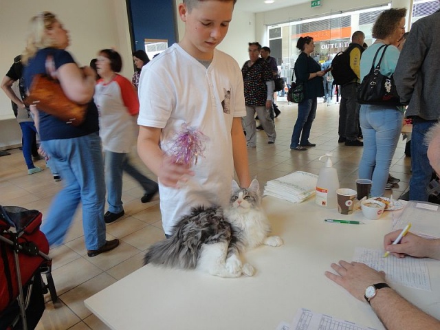 Maine Coon - mainská mývalia mačka - www.maine-coons.sk